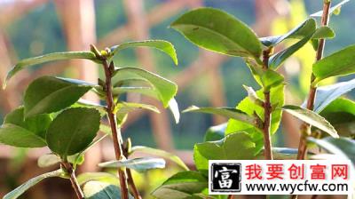 夏天这4种花不能修剪，否则再难开花！