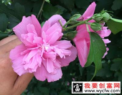 夏天这4种花不能修剪，否则再难开花！