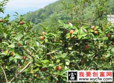 油茶栽培技术介绍（附种油茶10亩地年收入）