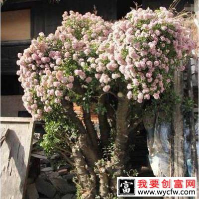 23年的开花大玉树长什么样？玉树怎么养才能开花？