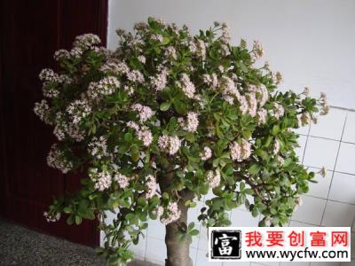 23年的开花大玉树长什么样？玉树怎么养才能开花？