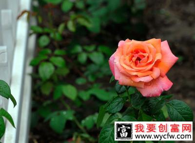 如何养好月季花？月季栽培管理技术要点