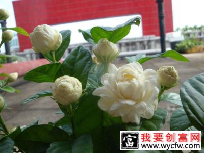 适合夏天养的5种香花，开花勤花量大