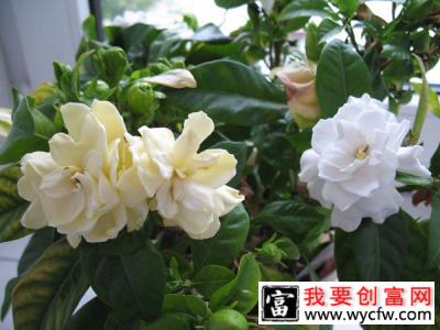 适合夏天养的5种香花，开花勤花量大