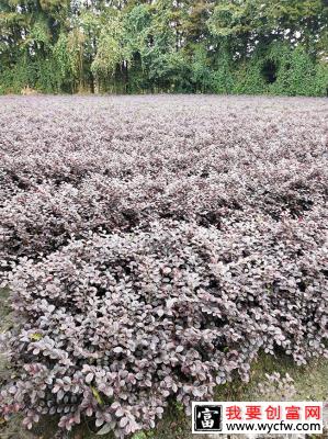 红花继木什么时间嫁接？红花继木嫁接时间和方法