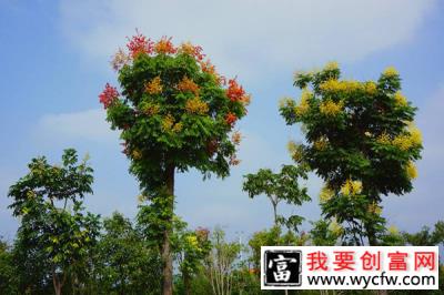 栾树花期什么时候开？栾树果期花期介绍