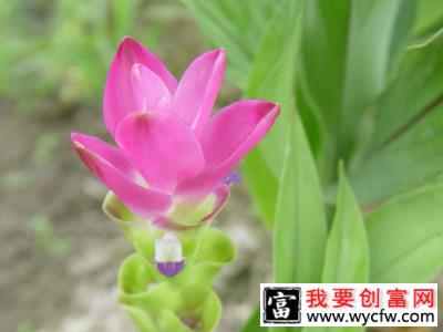 这5种花名字像蔬菜，开花却美如仙