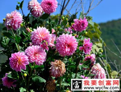 这5种花名字像蔬菜，开花却美如仙