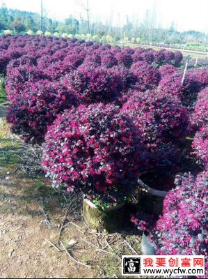 红花继木耐寒吗？红花檵木适合北方种植吗？