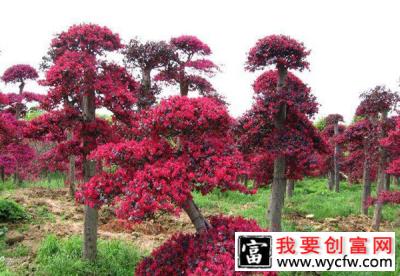 红花继木耐寒吗？红花檵木适合北方种植吗？