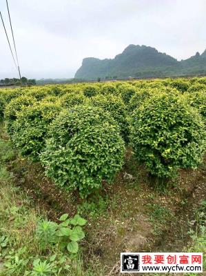 金叶女贞虫害有哪些？女贞病虫害图片及治疗药物