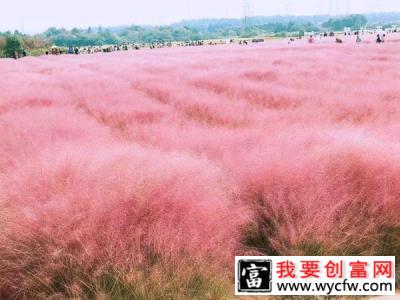 适合庭院种植的6种观赏草