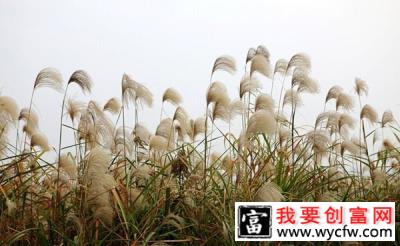 芦苇的花语是什么？芦苇的寓意和象征