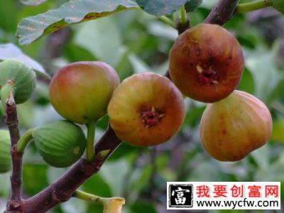 无花果几月份种植？无花果的种植方法