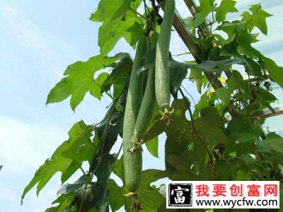 丝瓜几月份种植？丝瓜露天种植时间和方法