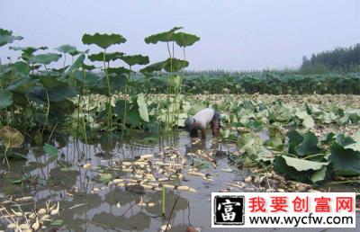 莲藕几月种植？浅水莲藕种植技术