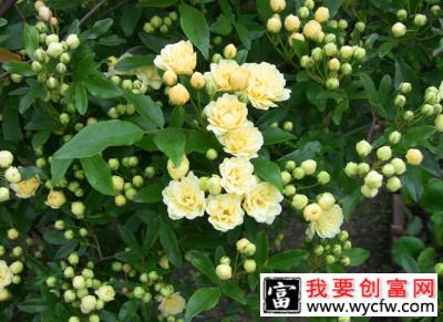 木香花几月种植？木香花种植方法