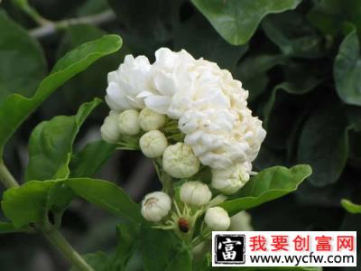 6月份茉莉花养护方法和注意事项