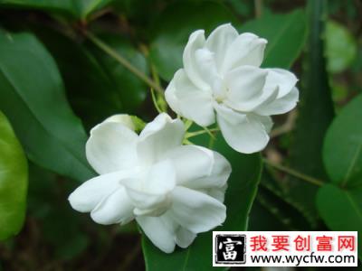 6月份茉莉花养护方法和注意事项