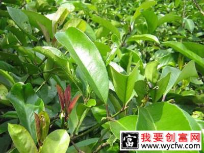 苦丁茶有多少个品种？苦丁茶哪种品种好？