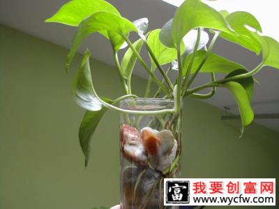 这几盆水培植物适合夏天养