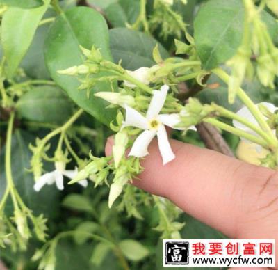 茉莉怎么种植？茉莉树的种植方法