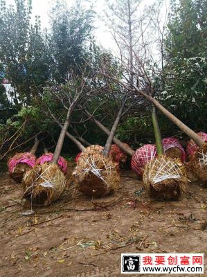 白蜡杆树怎样种植？白蜡杆的种植方法