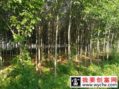 白蜡杆树怎样种植？白蜡杆的种植方法