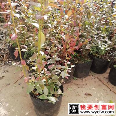 蓝梅种植适合什么地方？蓝莓适合生长在哪？