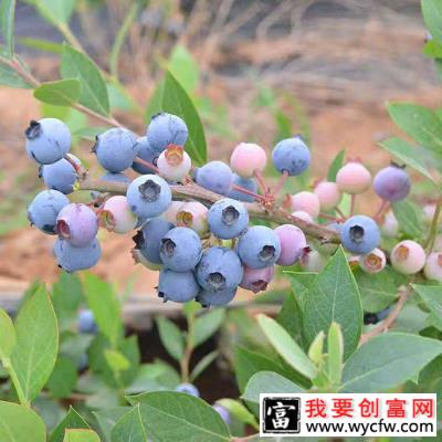 蓝梅种植适合什么地方？蓝莓适合生长在哪？