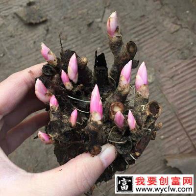 芍药什么时候种植？芍药种植方法