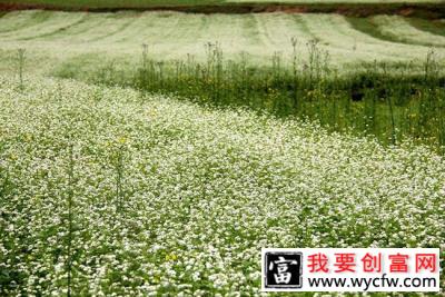 荞麦适合哪里种植？荞麦的栽培种植技术