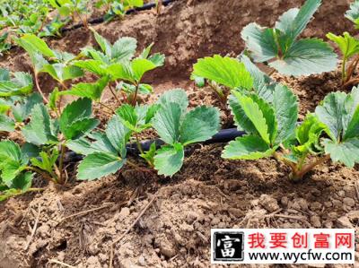 草莓什么时候种植最好？草莓最佳种植时间