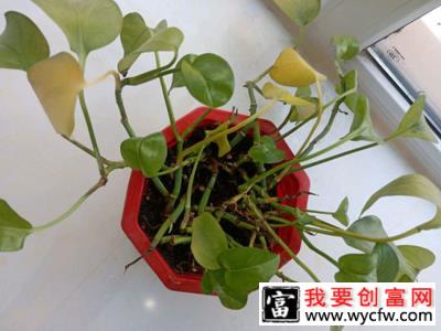 绿萝种植用什么土壤？绿萝种植方法介绍