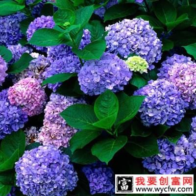 绣球花无尽夏夏季怎么浇水？