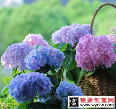 绣球花无尽夏夏季怎么浇水？