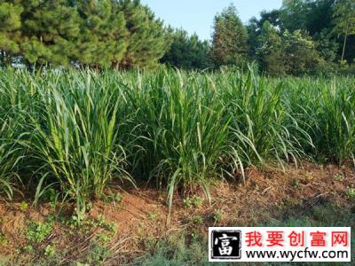 北方种植什么牧草好？适合北方种植的牧草品种