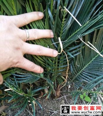 铁树如何种植？铁树的种植方法和注意事项