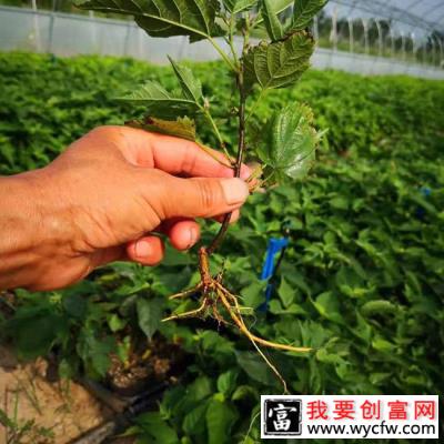 构树耐寒多少度？构树适合北方种植吗？