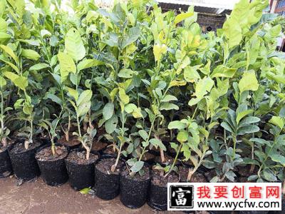 哪些省市能种植香橼？香橼的种植与管理方法