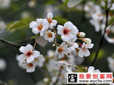 油桐种植前景怎么样？油桐种植技术