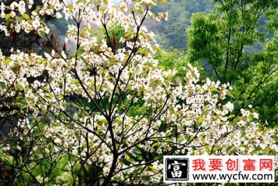 油桐种植前景怎么样？油桐种植技术