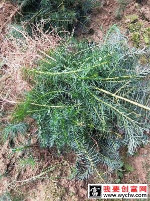 湿地松什么时候移栽？湿地松的种植与管理技术