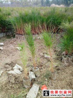 湿地松每亩种植多少棵？湿地松的种植距离