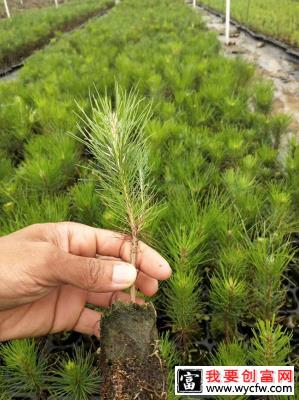 湿地松每亩种植多少棵？湿地松的种植距离