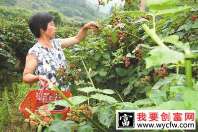 树莓北方能种植吗？树莓种植条件和区域