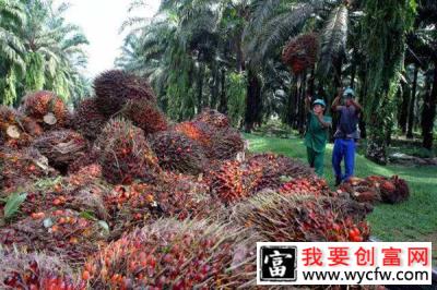 油棕种植前景怎么样？油棕适合什么地方种植？