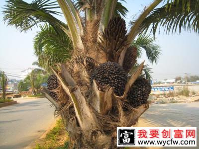 油棕种植前景怎么样？油棕适合什么地方种植？