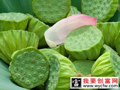 莲蓬怎样种植？水果莲蓬种植技术