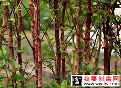 虎杖种植前景怎么样？种植虎杖效益分析